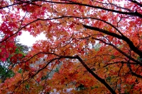 masyuen_autumn_6_0334