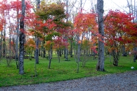masyuen_autumn_6_0335