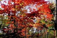 masyuen_autumn_6_0338