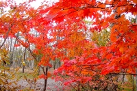 masyuen_autumn_6_0345