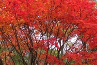 masyuen_autumn_6_0346