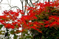 masyuen_autumn_6_0353