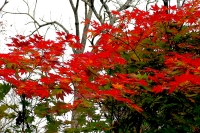 masyuen_autumn_6_0353