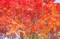 masyuen_autumn_6_0355