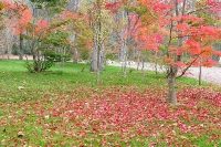 masyuen_autumn_6_0356