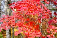 masyuen_autumn_6_0358