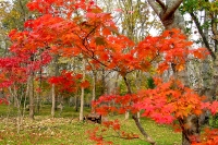 masyuen_autumn_6_0360