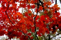 masyuen_autumn_6_0364