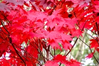 masyuen_autumn_6_0381