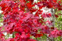 masyuen_autumn_6_0384