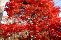 masyuen_autumn_6_0391