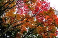 masyuen_autumn_6_0398
