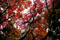 masyuen_autumn_6_0400