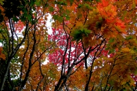 masyuen_autumn_6_0406
