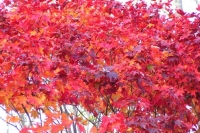 masyuen_autumn_6_0468