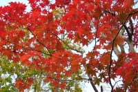 masyuen_autumn_6_0470