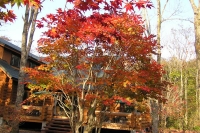 masyuen_autumn_6_0471