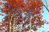masyuen_autumn_6_0472