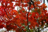 masyuen_autumn_6_0476