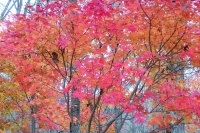 masyuen_autumn_6_0478