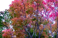 masyuen_autumn_7_0004