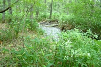 masyuen_river_0022