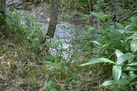 masyuen_river_0047
