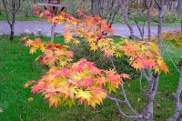 masyuen_autumn_2_0064