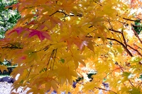 masyuen_autumn_2_0074