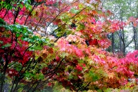 masyuen_autumn_3_0168