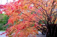 masyuen_autumn_3_0228