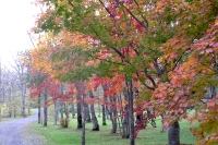 masyuen_autumn_5_0022