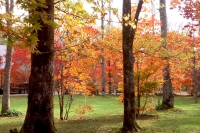 masyuen_autumn_5_0096